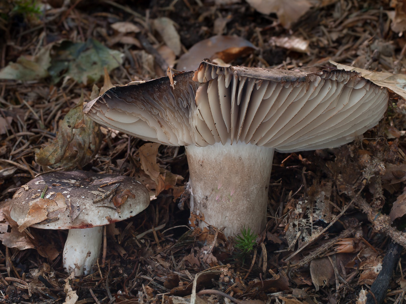 Russula nigricans